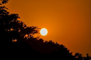 夕阳下的树木剪影