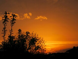 夕阳下的植物剪影
