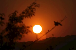 夕阳下飞鸟与枝叶剪影