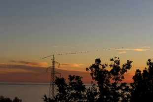 夕阳下的电线塔与树木