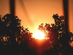 夕阳下的树木剪影