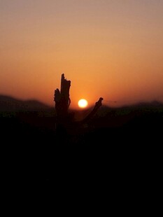 夕阳下人与狗的温馨剪影