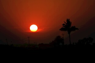 夕阳下的椰树剪影