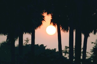 夕阳下的棕榈树剪影
