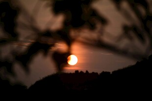 夕阳透过枝叶的美丽景象