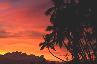 夕阳下的椰树剪影美景