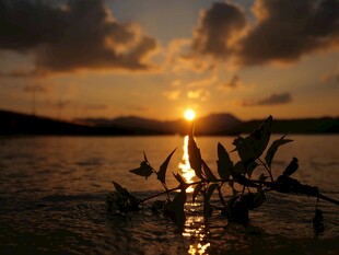 夕阳下水面上的船只剪影