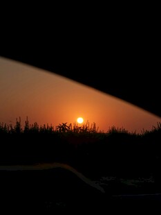 夕阳下的树梢剪影