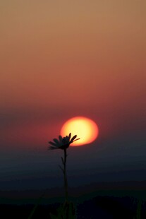 夕阳下的孤花