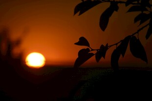 夕阳下的枝叶剪影