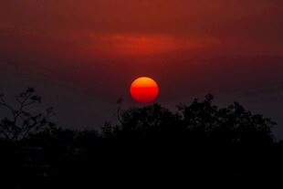日落时分的树梢红太阳