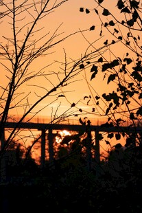 夕阳下的桥与树木剪影
