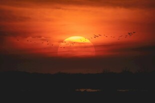 夕阳西下飞鸟剪影美景