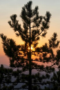 夕阳下的挺拔松树