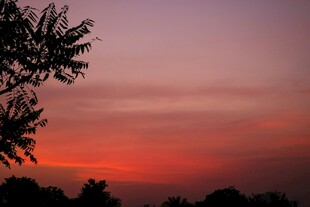 夕阳下的树梢剪影
