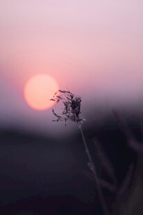 夕阳下的植物剪影