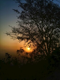 夕阳下的树木剪影