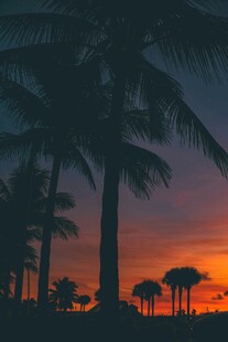 夕阳下的棕榈树剪影
