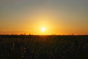 夕阳下的广袤田野