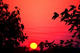 夕阳西下树影绰约