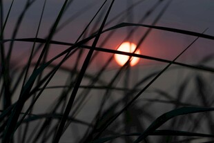 夕阳下的芦苇美景