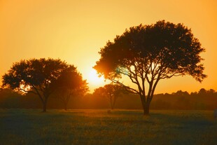 夕阳下的树木美景
