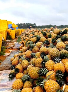 菠萝