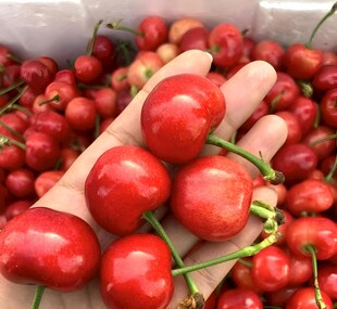 红樱桃