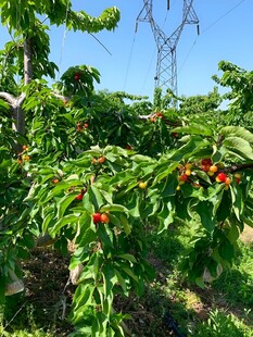 樱桃栽培