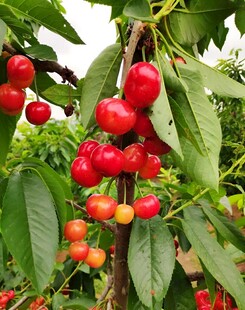樱桃栽培
