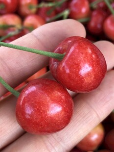 红樱桃