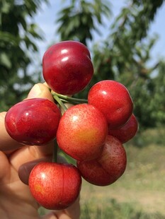 红樱桃
