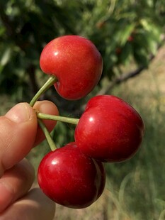 红樱桃