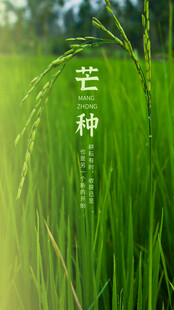 芒种时节的翠绿稻田