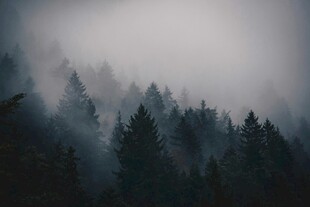 雾中森林美景