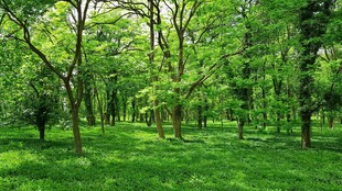 绿意盎然的森林草地景观