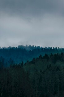 云雾缭绕的山林景观