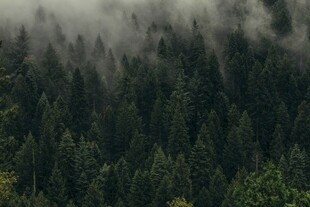 云雾缭绕的茂密森林
