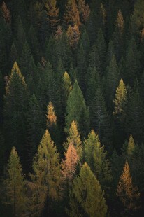 秋日山林斑斓树木景观