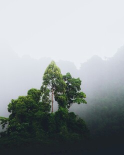 雾中葱郁的山林景象