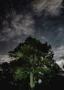 暗夜中的孤树与神秘云层