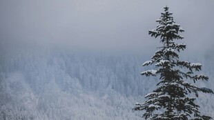 雪覆山林中的挺拔松树