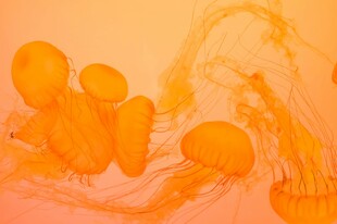 梦幻橙色水母水中舞动