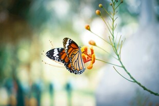 蝴蝶停驻于花朵之上