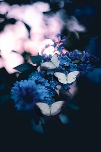 蓝花与蝶的梦幻景致