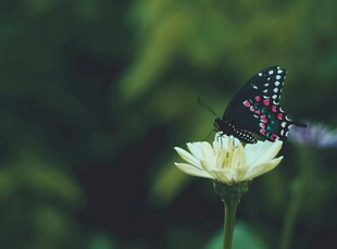 蝴蝶停驻于素雅小花上
