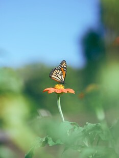 蝴蝶停驻于娇艳花朵上