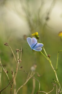 蓝花绽放于草丛间