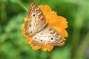 蝴蝶停驻于鲜艳橙花上