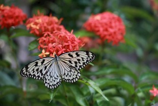 蝶栖红花间